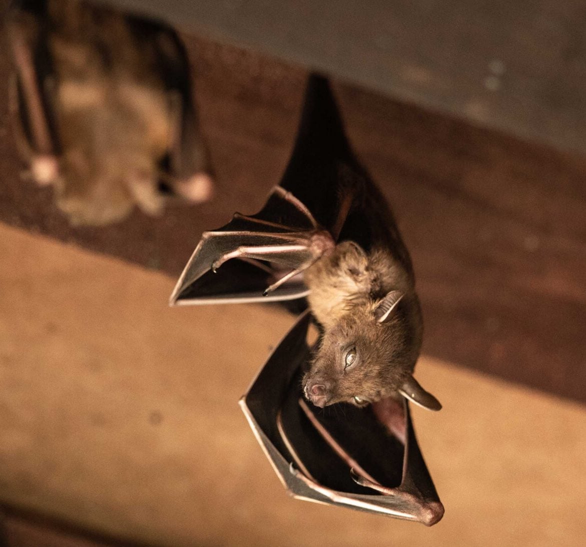 Wildlife-Bats in Clayton
